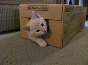 12th Jun 2013 - Kitty's New Box