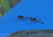 12th Jun 2013 - Hitching a ride on the kayak deck.