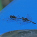 Hitching a ride on the kayak deck. by rob257