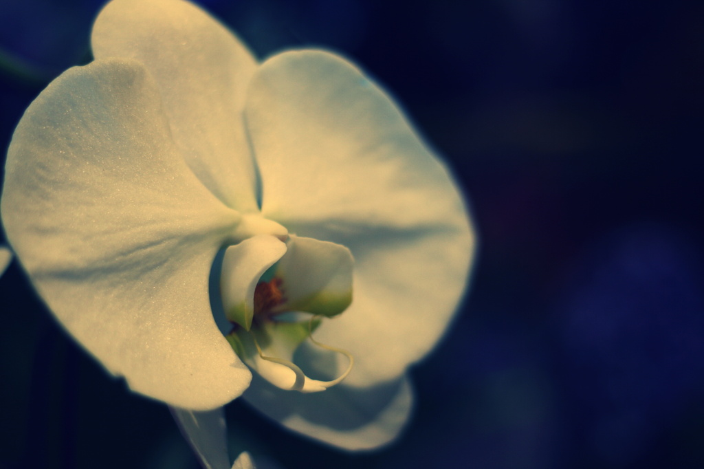 Orchid Again by kerristephens