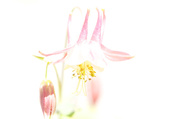 13th Jun 2013 - Dreamy Columbine