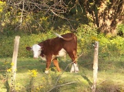 24th Aug 2010 - My neighbor's cow