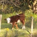 My neighbor's cow by dorim