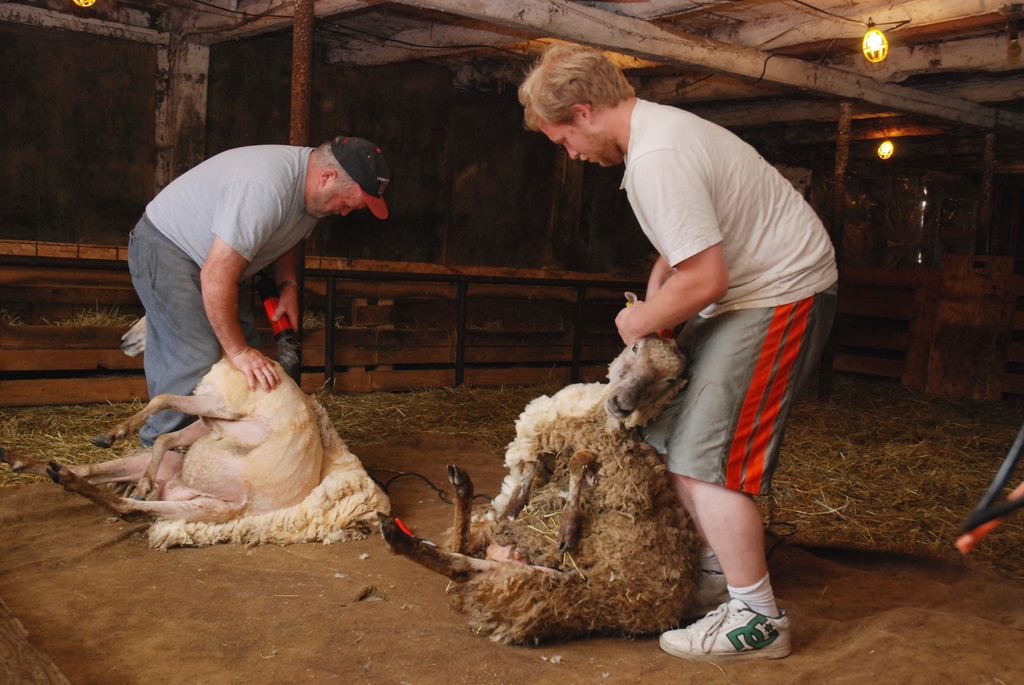 Shearing Day by farmreporter