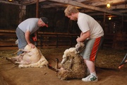 13th Jun 2013 - Shearing Day
