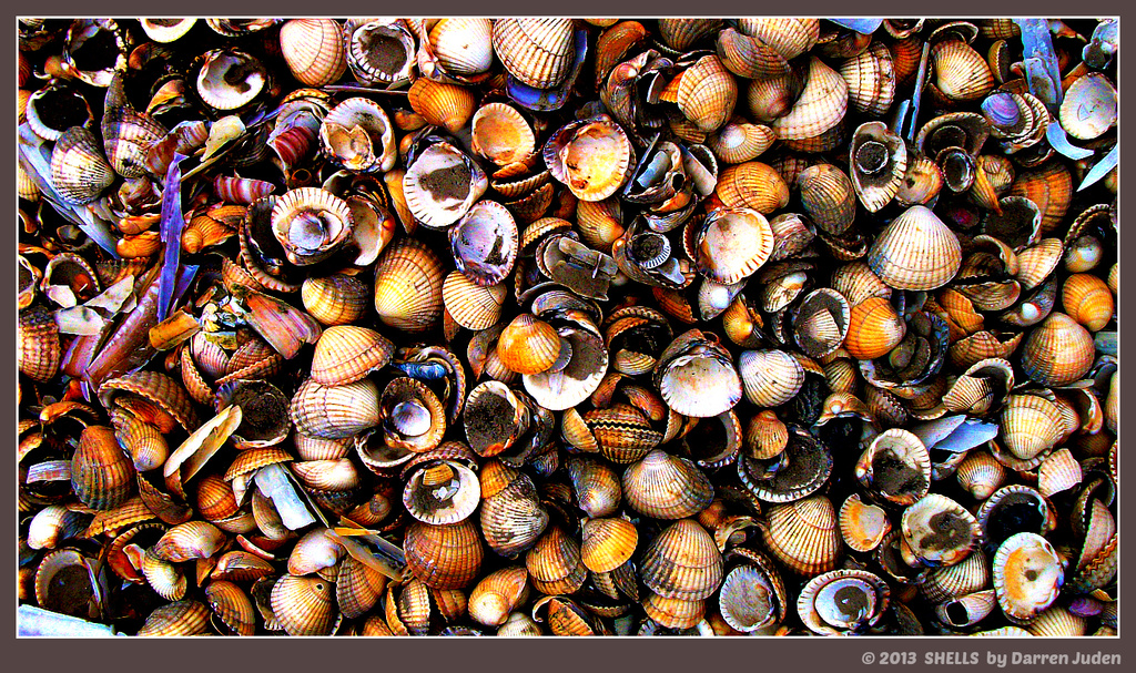 Purely shells. by darrenboyj