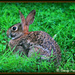 Bunny by vernabeth