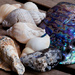 14th June She sells sea shells on the sea shore..... by pamknowler