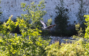18th Jun 2010 - Heron in flight.