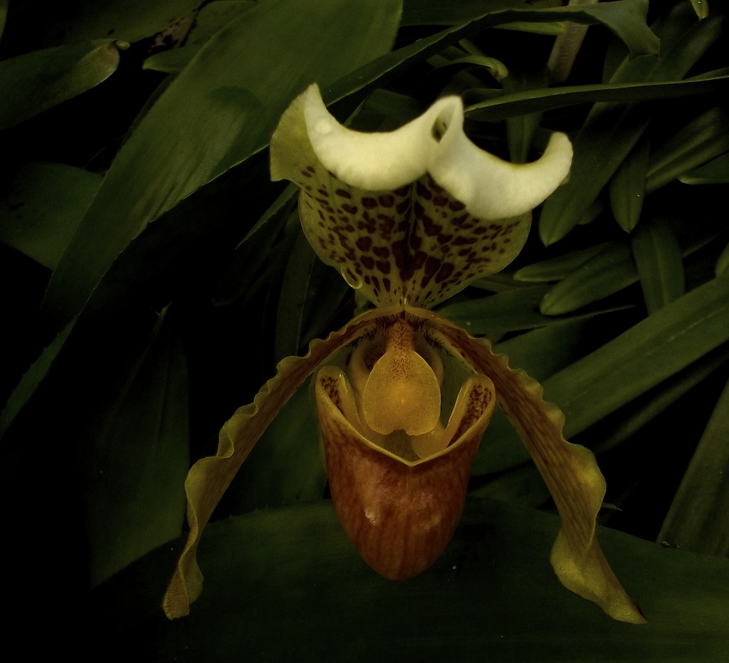 Dark Orchid by maggiemae