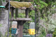 11th Jun 2013 - Time To Stop Feeding The Birds!