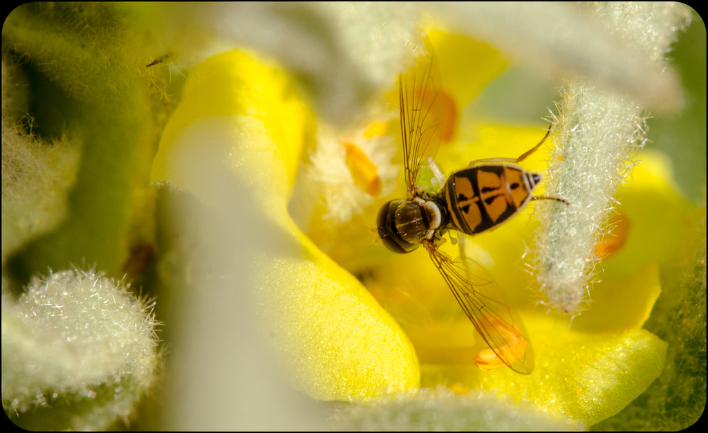 Fly in Breakfast by kathyladley