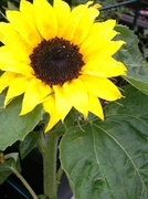 22nd May 2013 - Sunflowers