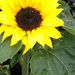 Sunflowers by pfaith7
