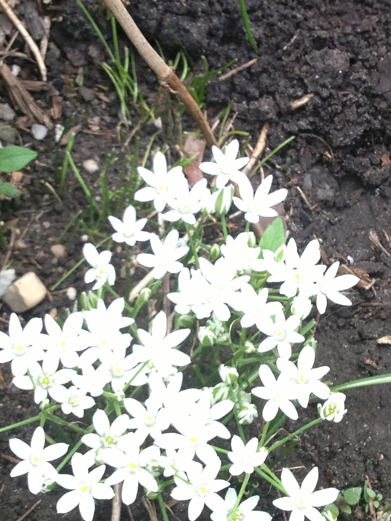 White flowers by pfaith7