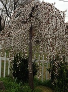 18th Apr 2013 - Flowering tree