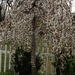 Flowering tree by pfaith7