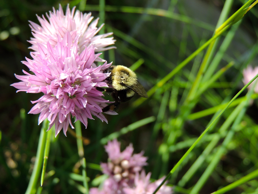 buzzzy Bee...   by dianezelia