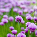 Chives everywhere by tracybeautychick