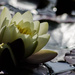 Water lily by nicoleterheide
