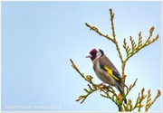 15th Jun 2013 - Goldfinch(Carduelis carduelis)