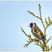 Goldfinch(Carduelis carduelis) by carolmw