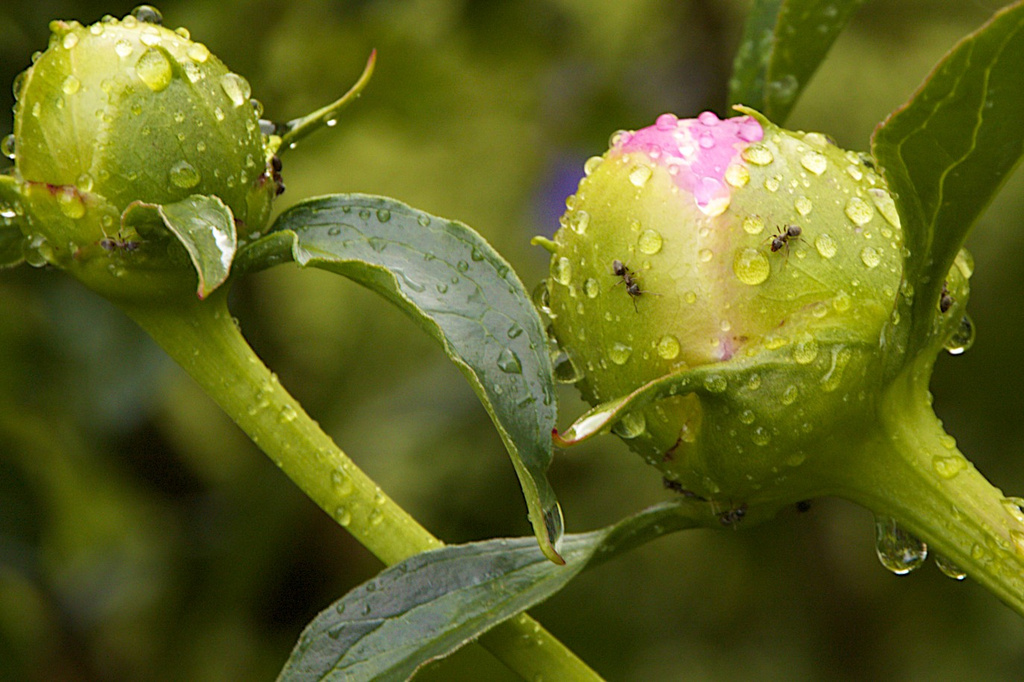 Ants and Peonies by nicolaeastwood