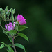 Early Morning Wild Rose by milaniet