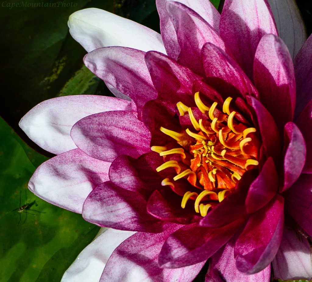 Water Lily and Friend  by jgpittenger