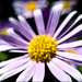 15th June olloclip macro daisy by pamknowler