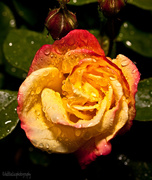 12th Jun 2013 - 12.6.13 Bedraggled Rose