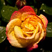 12.6.13 Bedraggled Rose by stoat