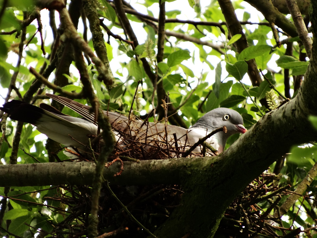 Nesting - 15-6 by barrowlane