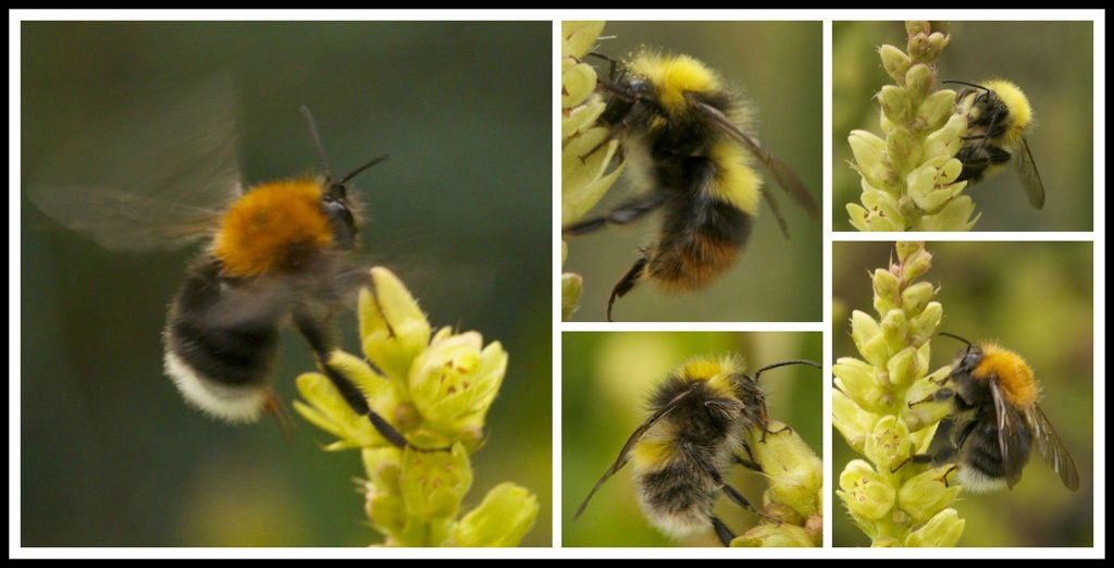 Bees by nicolaeastwood