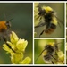 Bees by nicolaeastwood