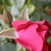 when a rose is a rose ,is a rose --!! by beryl
