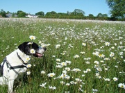 15th Jun 2013 - Lazy in the Daisies