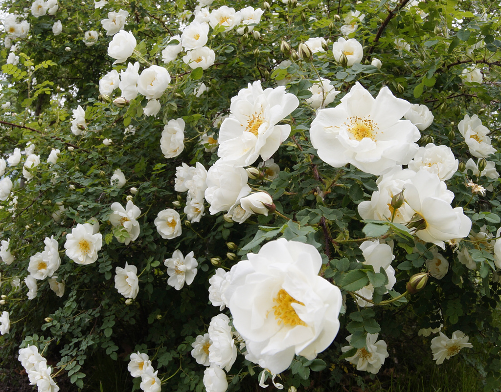 Wild Rose Bush by tosee