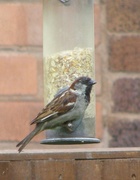 16th Jun 2013 - I'm only a poor little sparrow ---!!