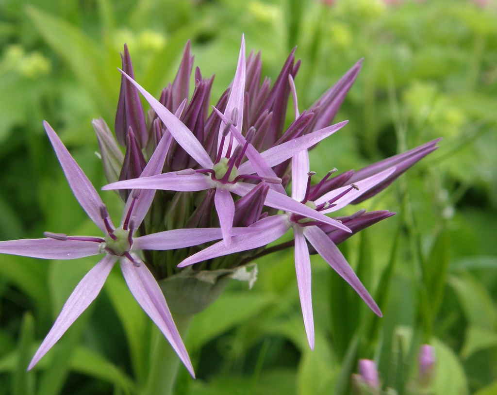 Allium -budding out all over ! by beryl