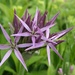Allium -budding out all over ! by beryl