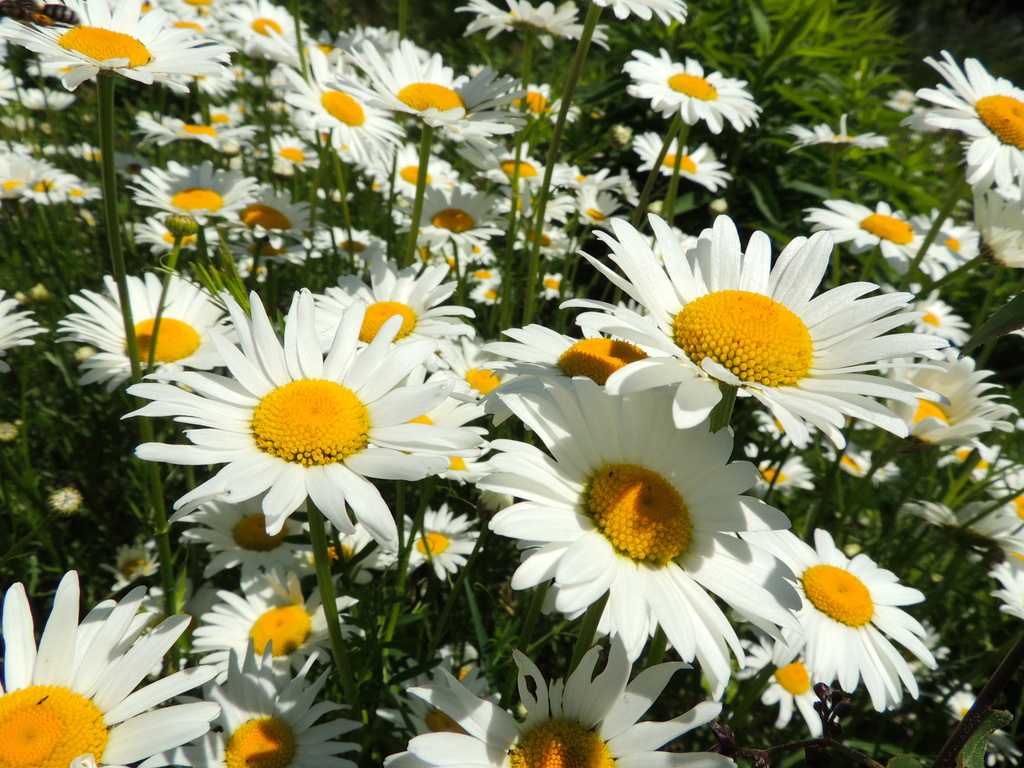 A field of Daisies by dianezelia