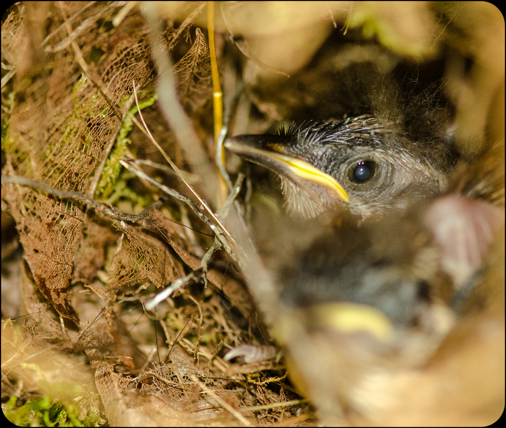Baby Birds in Nest by kathyladley