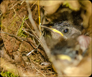 15th Jun 2013 - Baby Birds in Nest