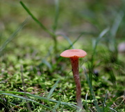 13th Jun 2013 - Mini Mushroom