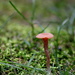 Mini Mushroom by tara11