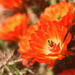 Cactus Blossoms by kerristephens