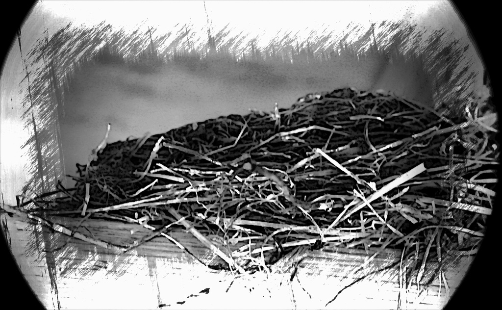 Empty Nest Syndrome by digitalrn