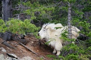 16th Jun 2013 - Mountain Goat