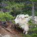 Mountain Goat by lynne5477